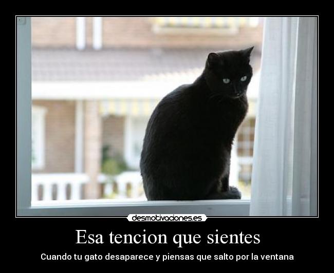 Esa tencion que sientes - Cuando tu gato desaparece y piensas que salto por la ventana