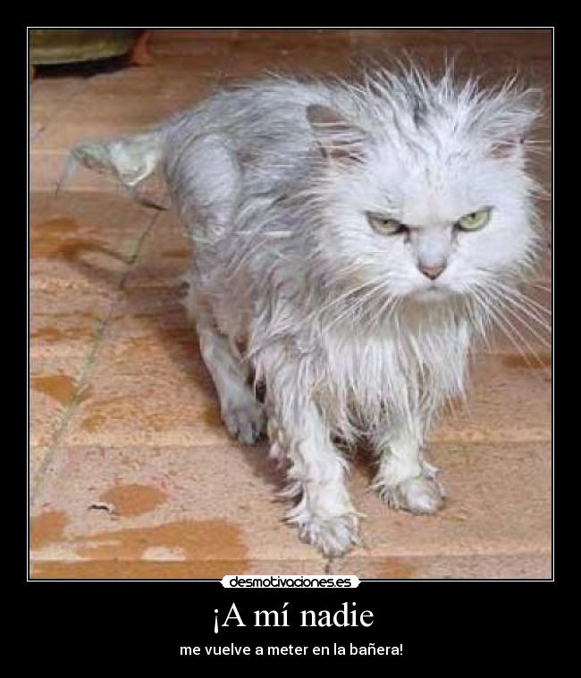 carteles gato desmotivaciones