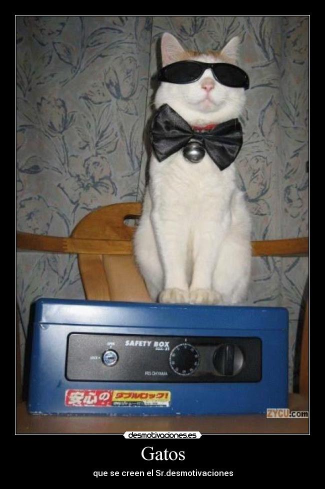 Gatos - que se creen el Sr.desmotivaciones