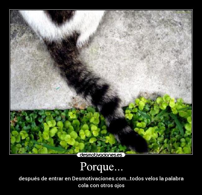 Porque... -