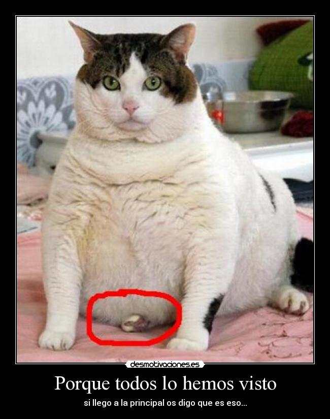 Porque todos lo hemos visto - 