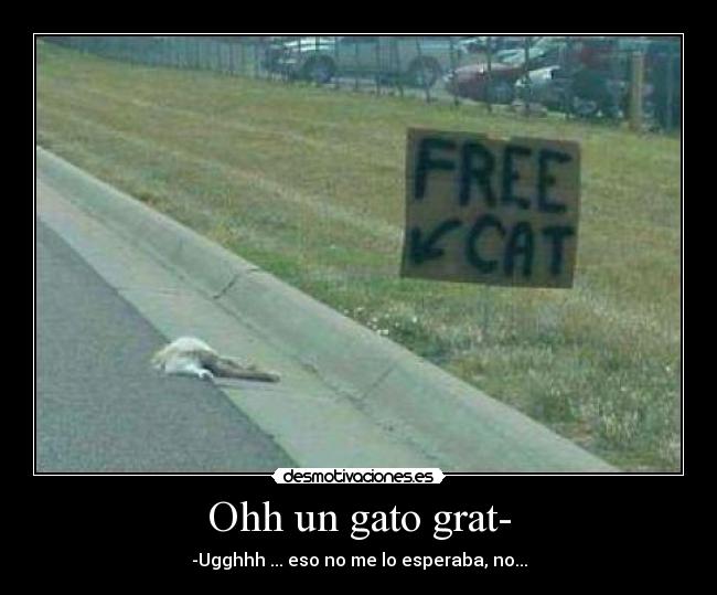Ohh un gato grat- - -Ugghhh ... eso no me lo esperaba, no...