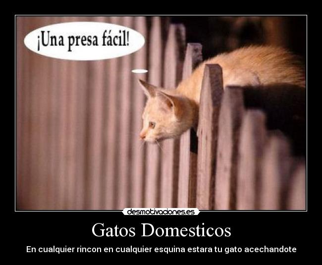 Gatos Domesticos - 