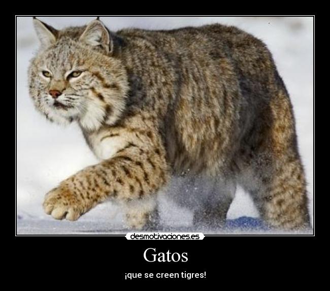 carteles gatos gatos que creen tigres desmotivaciones