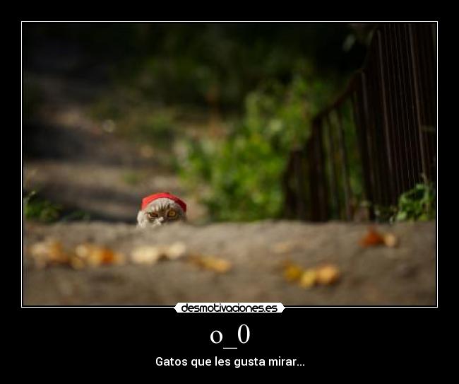 carteles gato mirar desmotivaciones