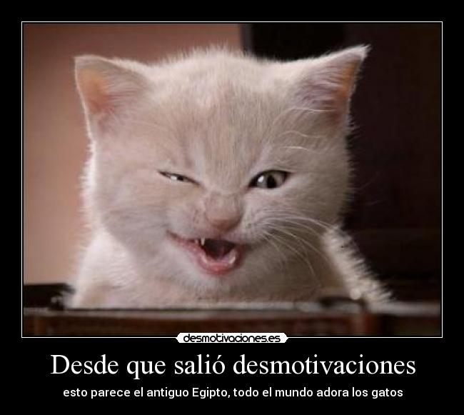 Desde que salió desmotivaciones - esto parece el antiguo Egipto, todo el mundo adora los gatos
