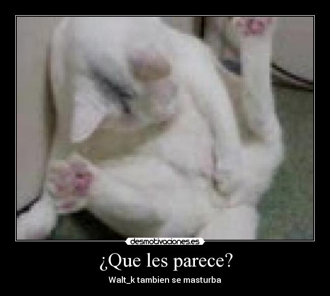 ¿Que les parece? - Walt_k tambien se masturba