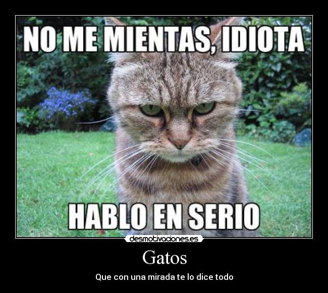 Gatos - 