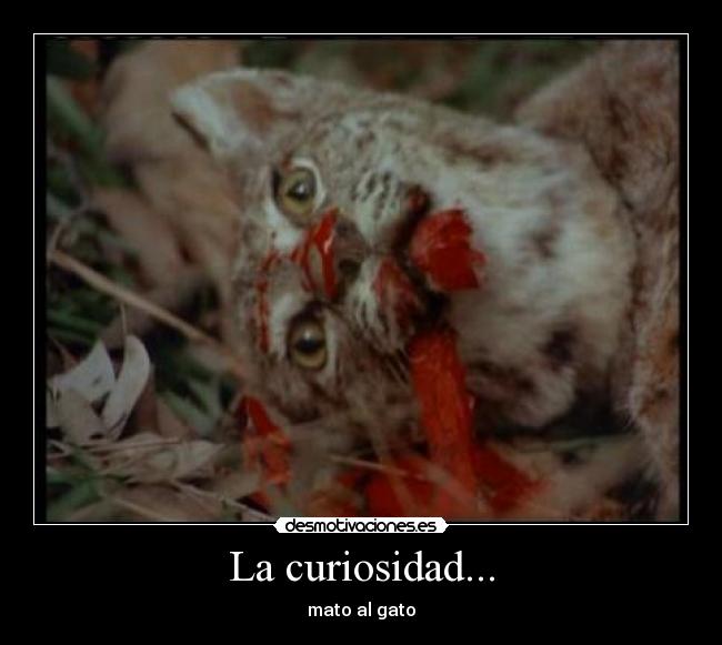 La curiosidad... -