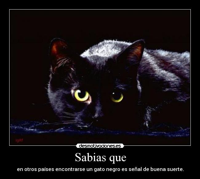 Sabias que - en otros países encontrarse un gato negro es señal de buena suerte.