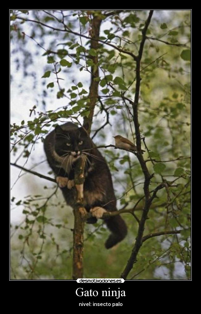 Gato ninja - nivel: insecto palo