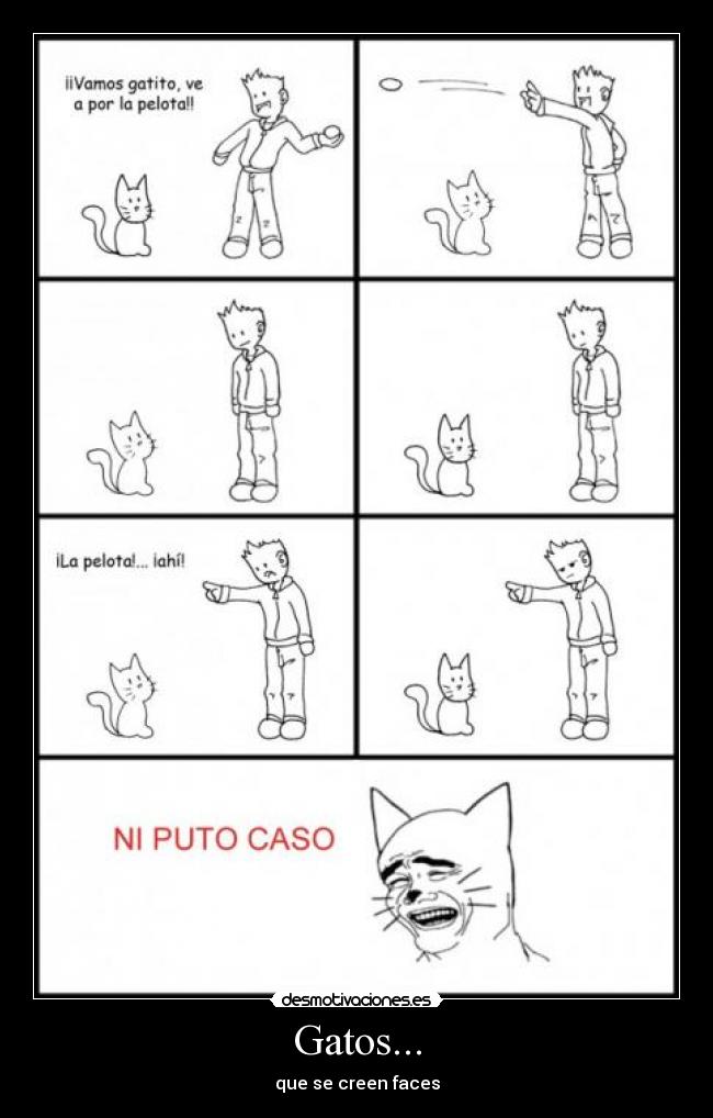 Gatos... -