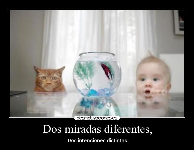 Dos miradas diferentes, - Dos intenciones distintas