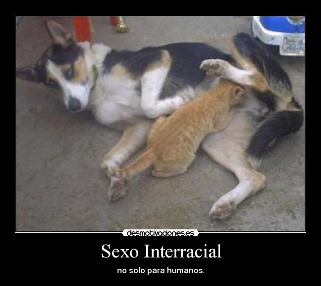 Sexo Interracial - 