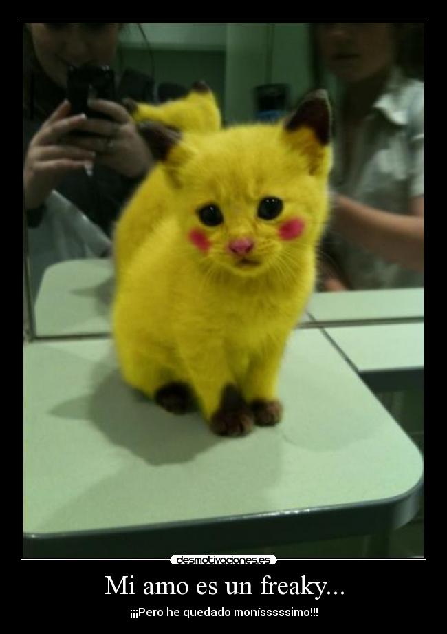 carteles gato pokemon pikachu desmotivaciones