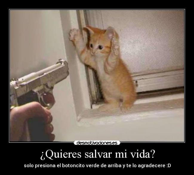 carteles vida gato desmotivaciones