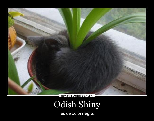 Odish Shiny - es de color negro.