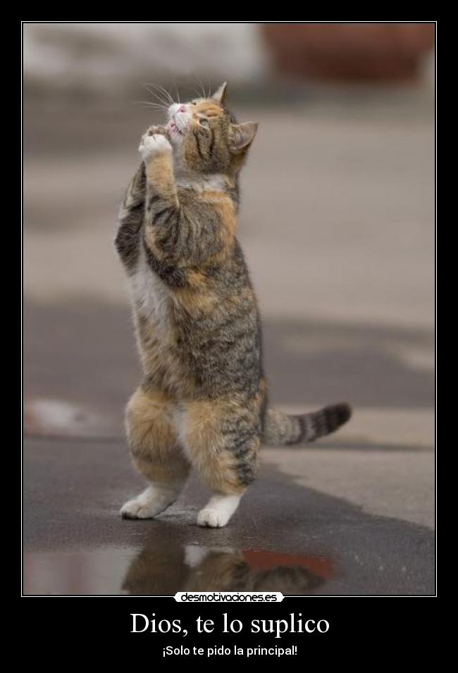 Dios, te lo suplico - ¡Solo te pido la principal!