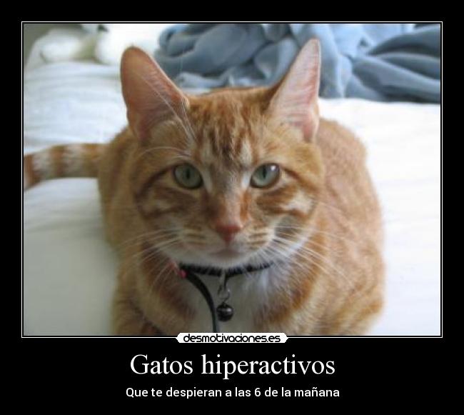 Gatos hiperactivos - Que te despieran a las 6 de la mañana