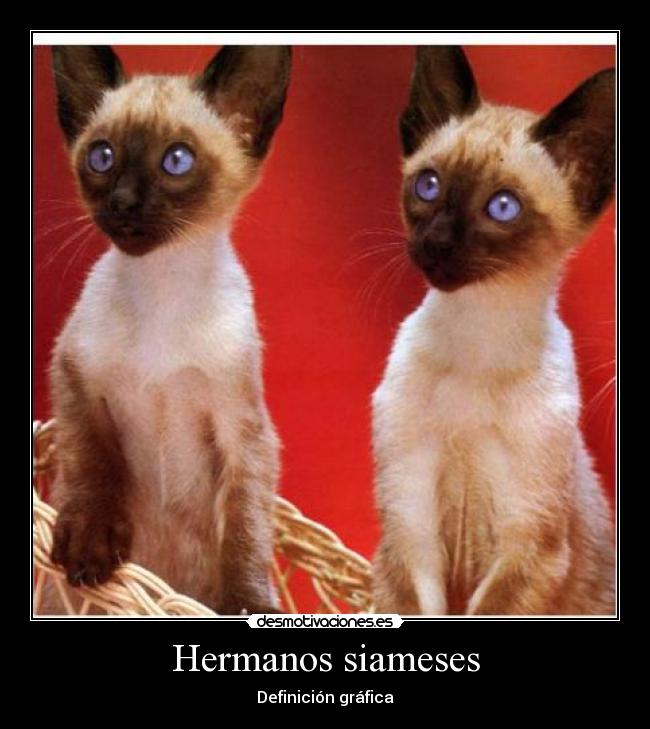 Hermanos siameses - 