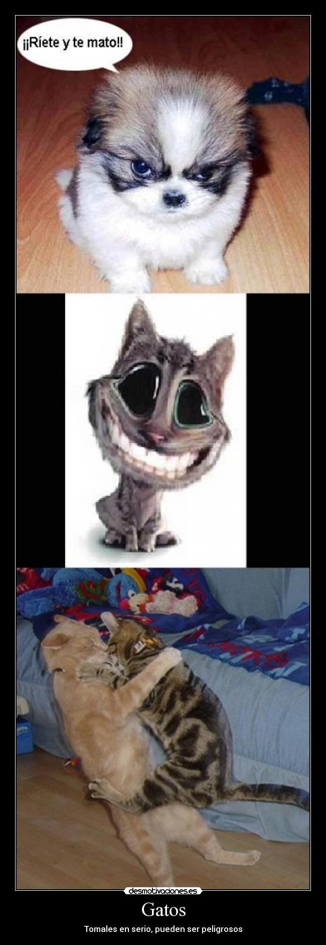 Gatos - Tomales en serio, pueden ser peligrosos