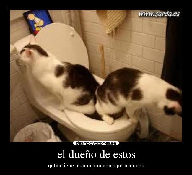 el dueño de estos - gatos tiene mucha paciencia pero mucha