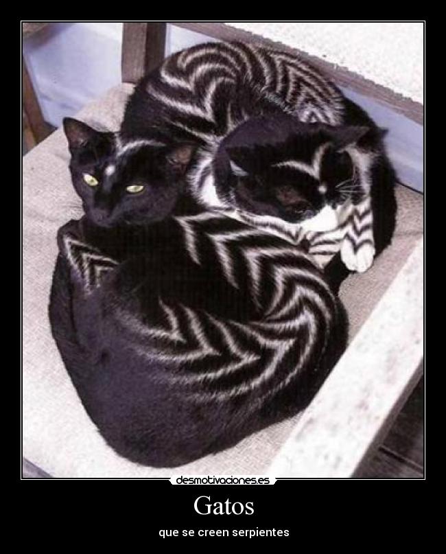 Gatos -