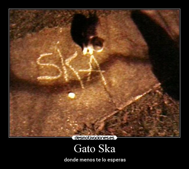 Gato Ska - donde menos te lo esperas
