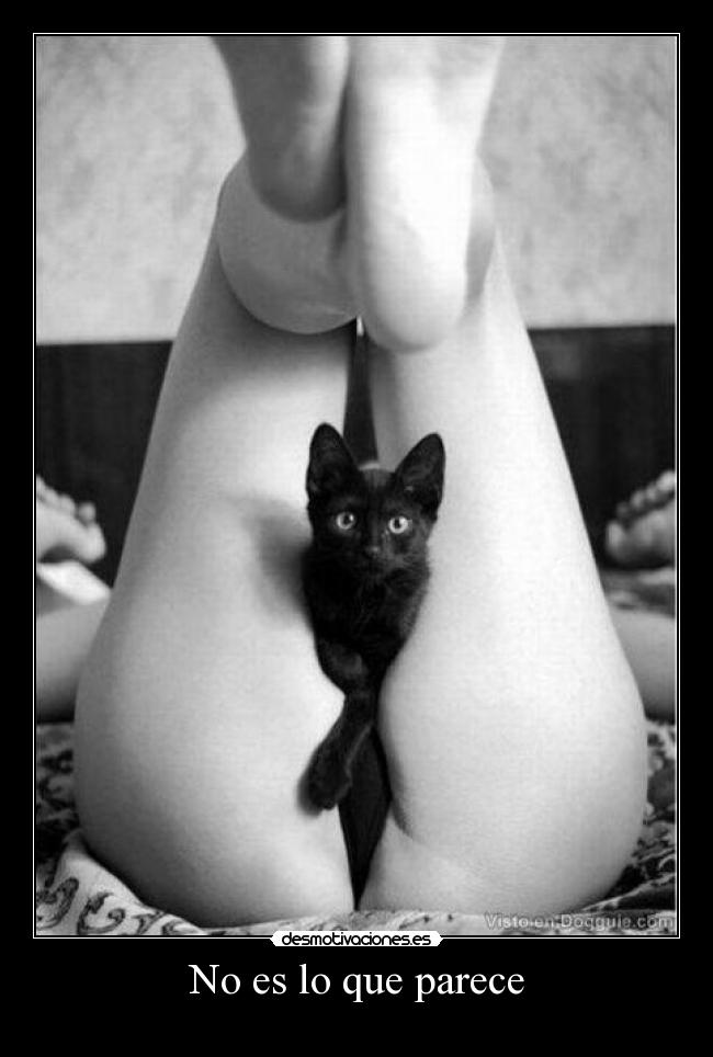 carteles gatosno que parece desmotivaciones