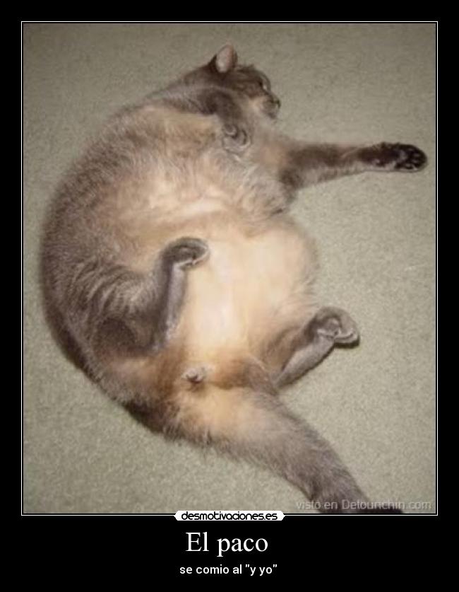 carteles hambre gatos desmotivaciones