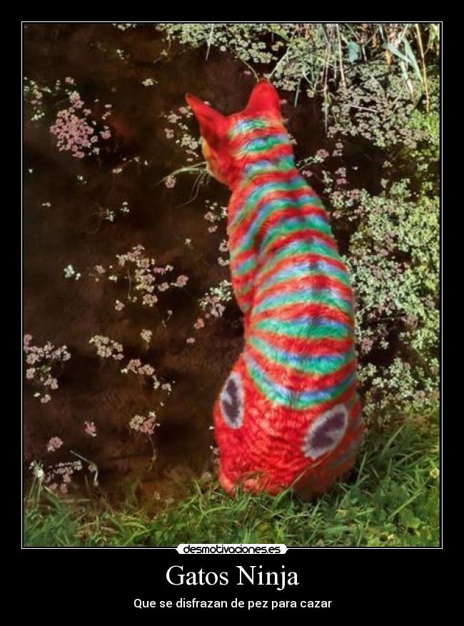 Gatos Ninja -