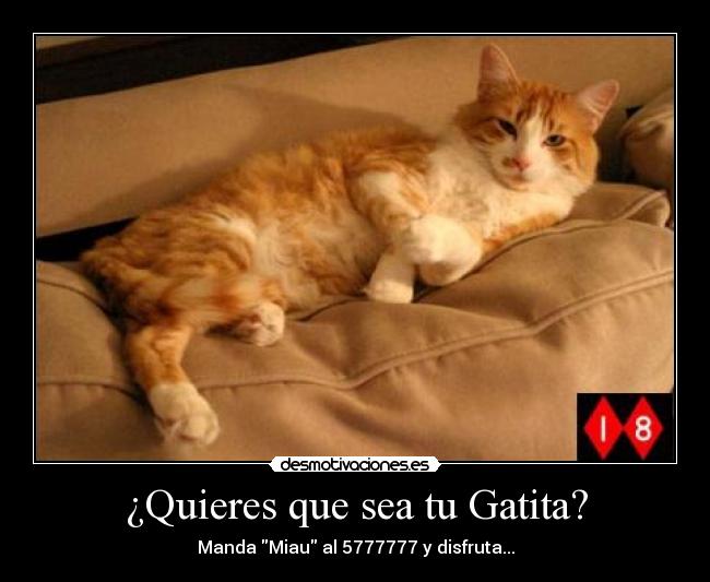 carteles gatosgatita manda sms disfruta chat canal desmotivaciones