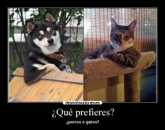 ¿Qué prefieres? - ¿perros o gatos?