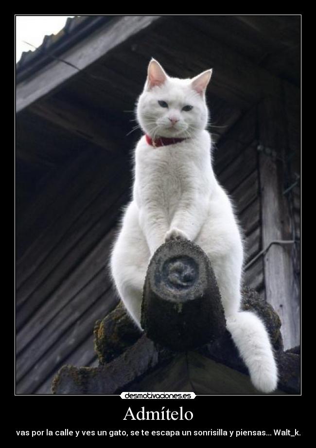Admítelo - vas por la calle y ves un gato, se te escapa un sonrisilla y piensas... Walt_k.