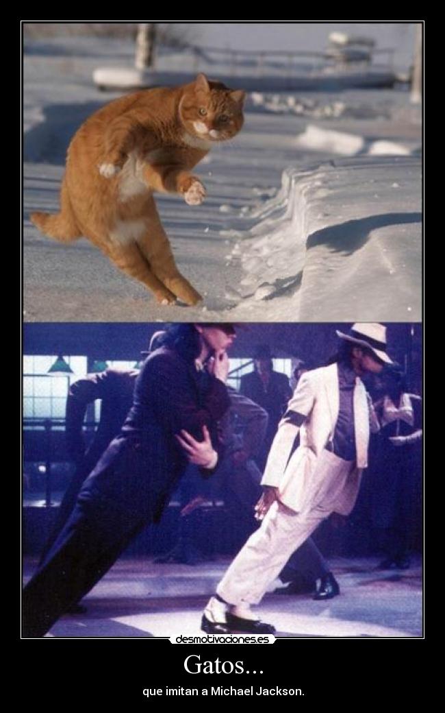 Gatos... - que imitan a Michael Jackson.