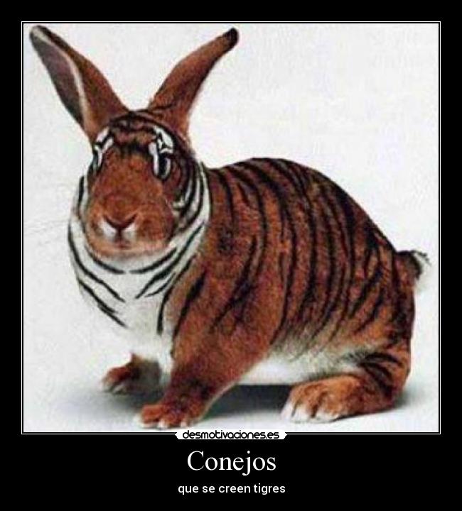 Conejos - 