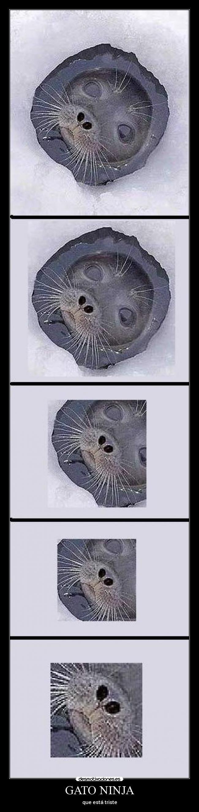 GATO NINJA - que está triste