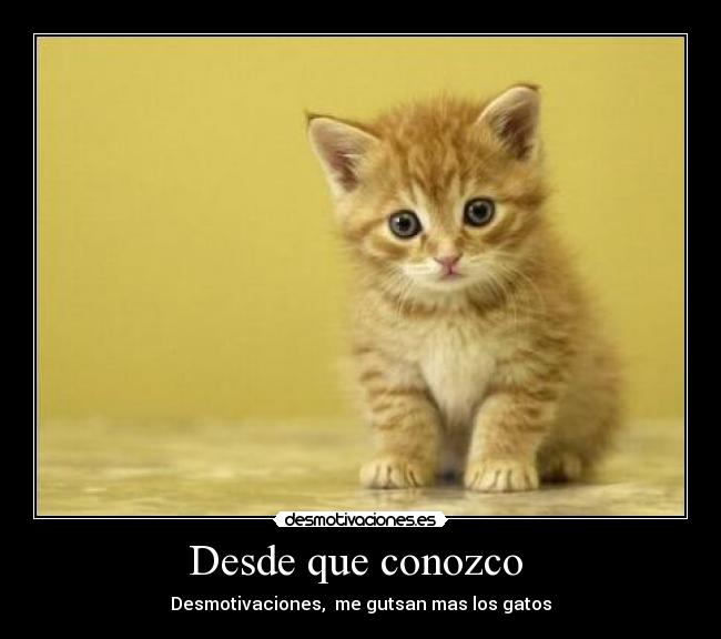 Desde que conozco  - Desmotivaciones,  me gutsan mas los gatos