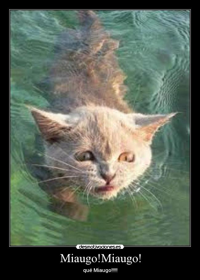 Miaugo!Miaugo! -