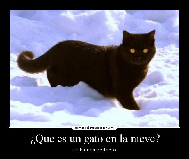 ¿Que es un gato en la nieve? - Un blanco perfecto.