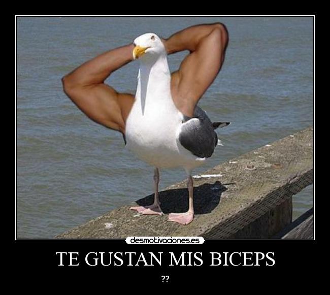 TE GUSTAN MIS BICEPS - 