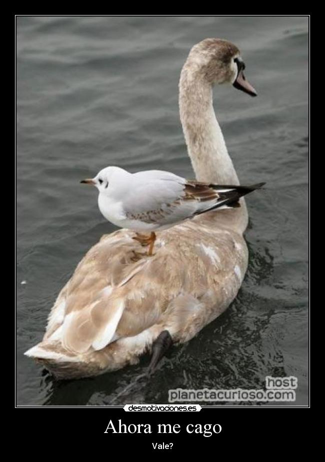 Ahora me cago - Vale?