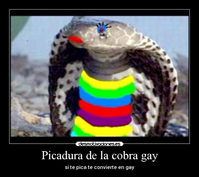 Picadura de la cobra gay - si te pica te convierte en gay