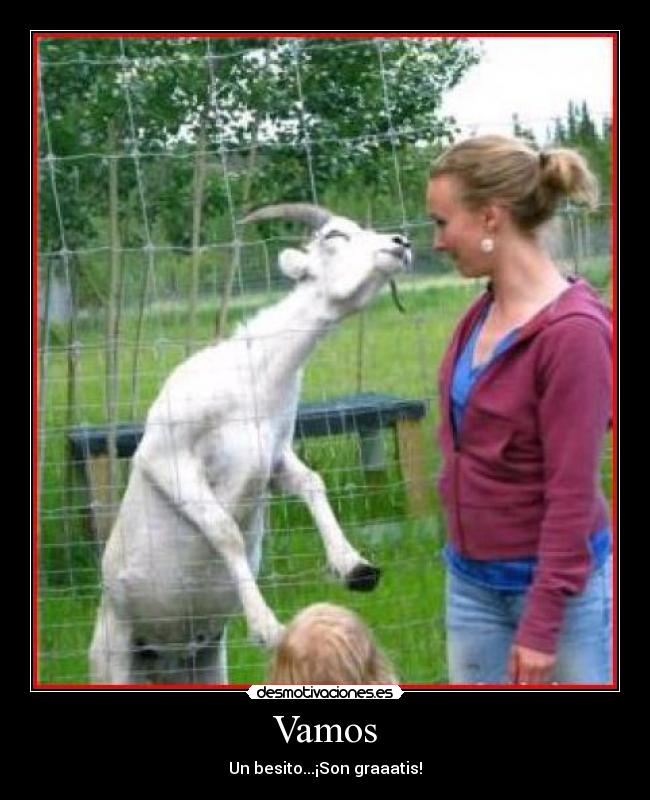 carteles cabra besando desmotivaciones