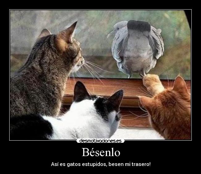 Bésenlo - Así es gatos estupidos, besen mi trasero!