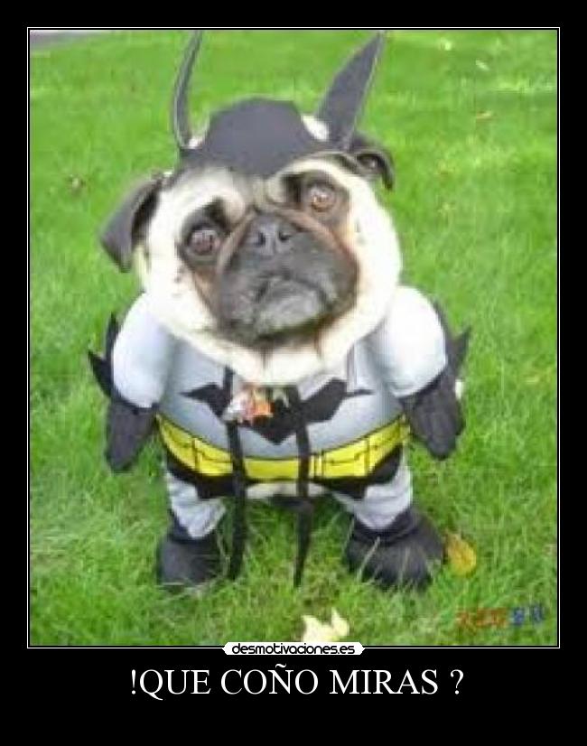 !QUE COÑO MIRAS ? - 