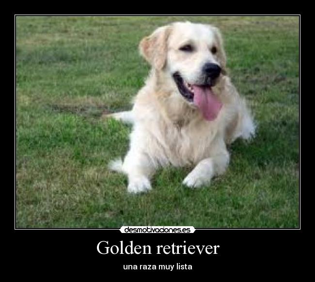 Golden retriever - una raza muy lista