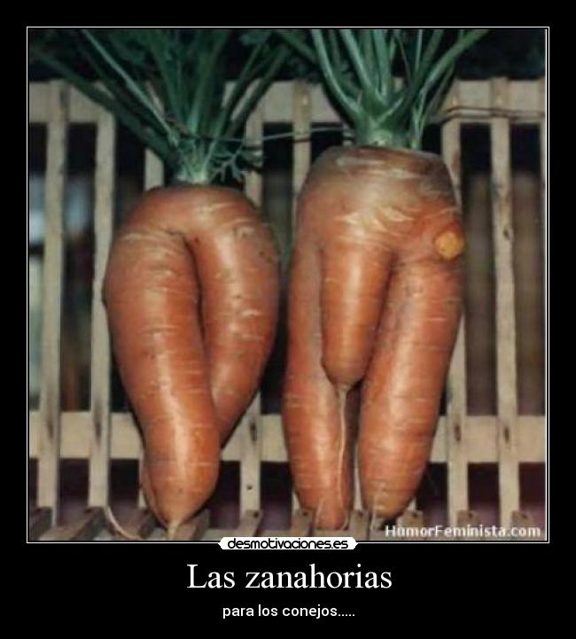 Las zanahorias - para los conejos.....