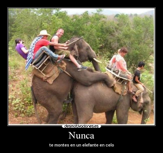 Nunca - te montes en un elefante en celo