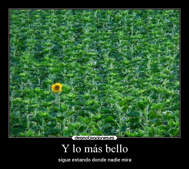 Y lo más bello - 